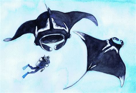 Watercolor Manta Ray at GetDrawings | Free download