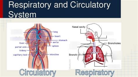 The Circulatory And Respiratory System Diagram Quizlet