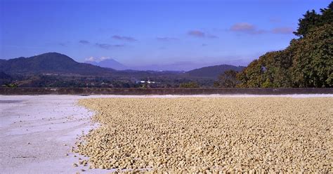 Guatemalan Coffee: GUATEMALAN COFFEE REGIONS PROFILE NO. 5: FRAIJANES