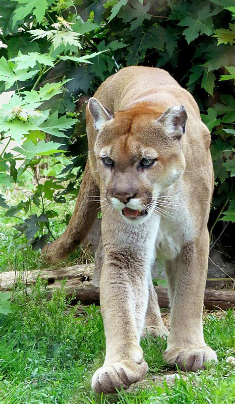 Cougar Stock 18 by HOTNStock on DeviantArt