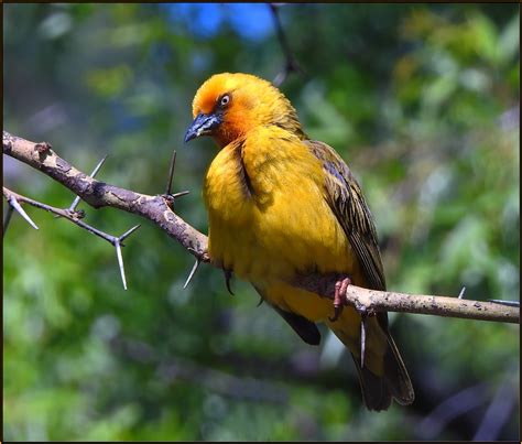 Cape weaver bird male by fotobee | ePHOTOzine