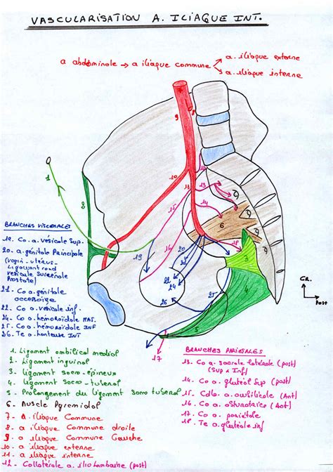 Vascularisation De L Artere Iliaque Interne Cours Et Formations Stott