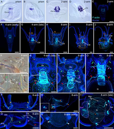 Frontiers Developmental Atlas Of The Indirect Developing Sea Urchin