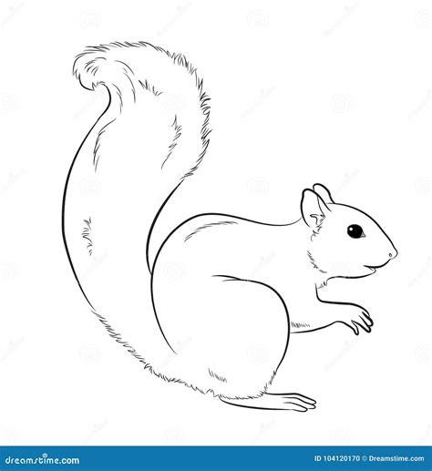 Squirrel Drawing. Squirrel Head Full Face. Simple Line Drawing Of A ...