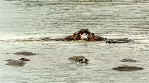 Hippos Flu Pferde Beim Bad Im Mara Flu Bathing In The Gerd