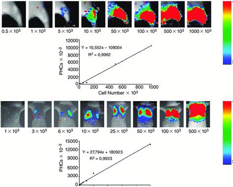 In Vivo Bioluminescence Imaging Bli Detection Sensitivity The