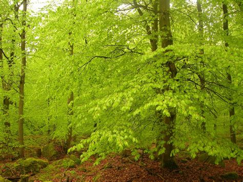 Seasons In Sweden Weather And Climate