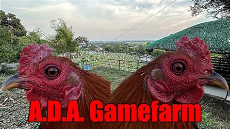 Lets Visit The Farm Of A D A Gamefarm Youtube