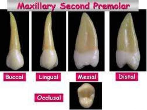 My presentation maxilary premolar