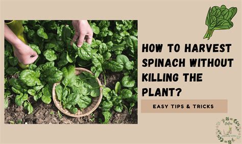 How To Harvest Spinach Without Killing The Plant