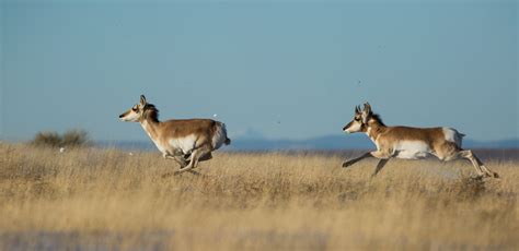 Pronghorn Revival – American Conservation Film Festival