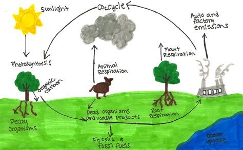 Carbon Cycle Drawing At PaintingValley Explore Collection Of