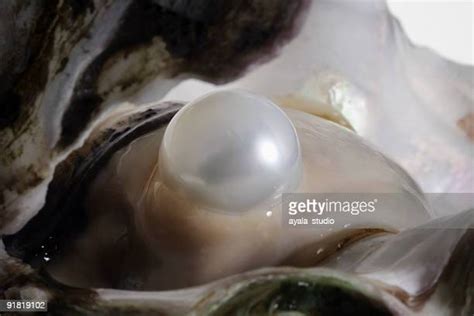 Pacific Oyster Shell Fotografías E Imágenes De Stock Getty Images