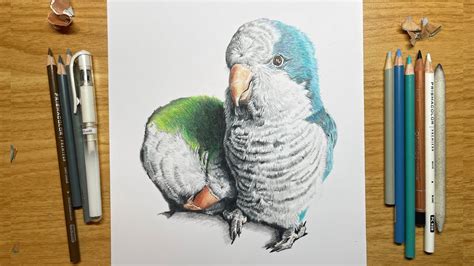 Speed Drawing Of Two Sweet Quaker Parrots Youtube