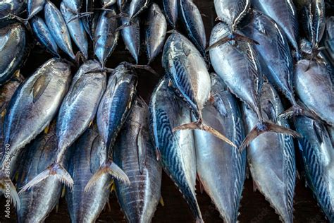 Skipjack Tuna Katsuwonus Pelamis At A Fish Market Galle Sri Lanka