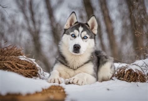 Siberian Husky mix breeds