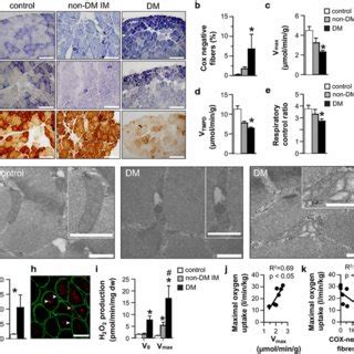 Muscle Mitochondrial Dysfunctions With High Reactive Oxygen Species