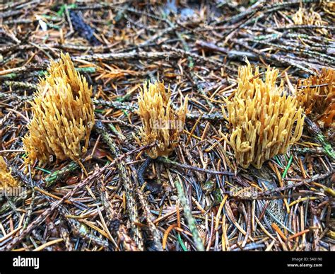 Samaria Stricta Hi Res Stock Photography And Images Alamy