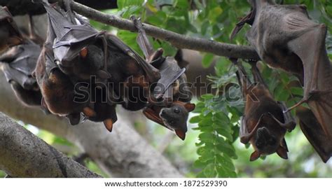 Bat Colony Hanging Trees Stock Photo (Edit Now) 1872529390