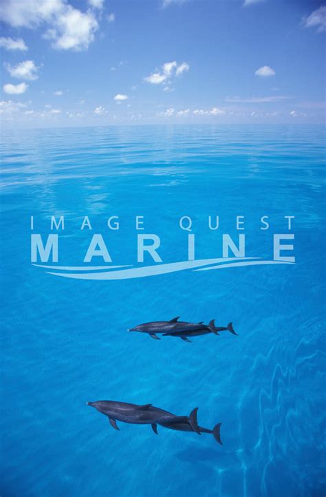 Image Quest Marine