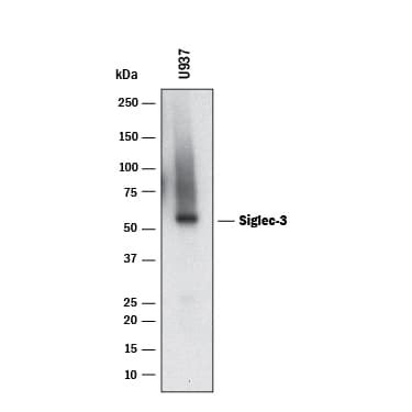 Human Siglec 3 CD33 Antibody MAB11371 By R D Systems Part Of Bio Techne