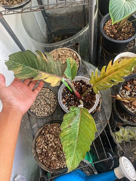 Карамель Марбл-49900р. Под заказ март. | Exclusive Rare Plants | ВКонтакте