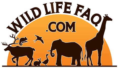 Discover Where to Find Flying Squirrels in the Wild