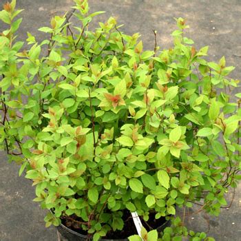 Спирея японская Манон (Spiraea japonica Manon),кустарники декоративные ...
