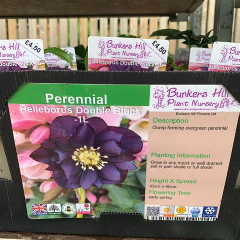 Helleborus Double Black 1ltr Pot Bunkers Hill Plant Nursery