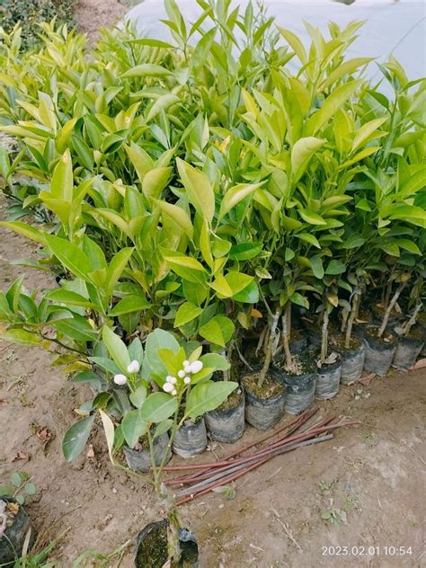 Orange Full Sun Exposure Nagpur Kamla Plant For Outdoor At Best Price