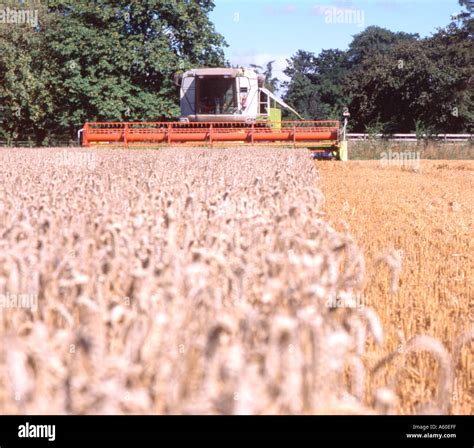 Harvesting wheat hi-res stock photography and images - Alamy