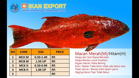 IKAN SUNU MACAN MERAH Edukasi Bisnis Ikan Eksport YouTube