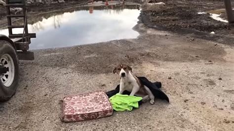 Un Chien Abandonn Trouv Sur Un Chantier De Construction Avec De