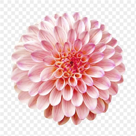 Pink flower png, ball dahlia clipart, transparent background | free ...