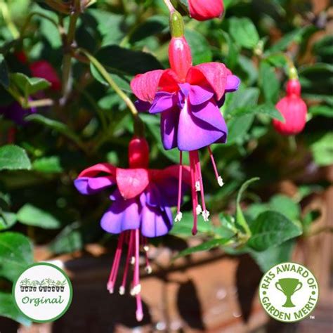 Fuchsia Upright Hardy General Monk Red Blue Plug Plant Fuchsia Plant