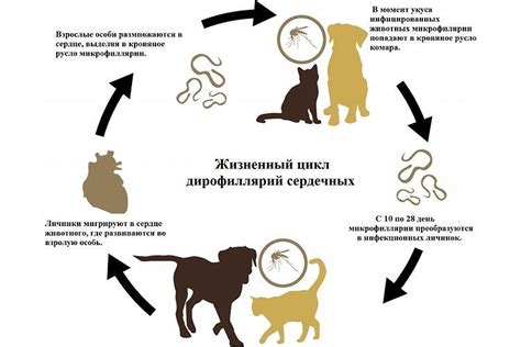 Гельмимакс для кошек: инструкция и показания к применению, отзывы, цена