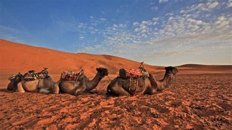 Viral Fenomena Langka Hujan Salju Di Gurun Sahara Seperti Apa Ya