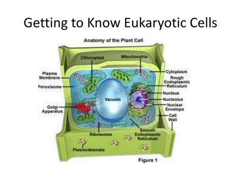 PPT Getting To Know Eukaryotic Cells PowerPoint Presentation Free