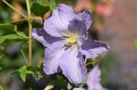 Clematis 'Blue Angel' - Gardening Plants Directory By RightPlantz LLC