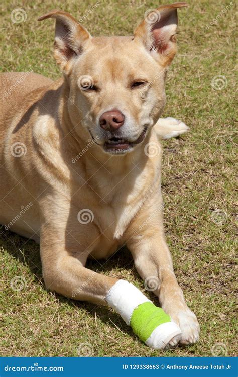 Dog With Injured Paw Stock Image Image Of Pooch Female 129338663