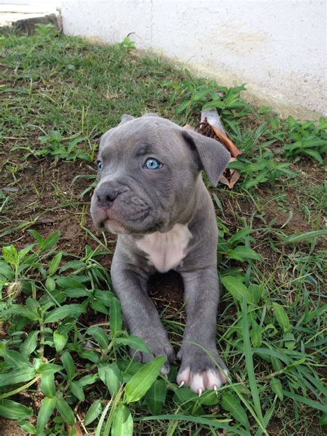 My Baby Blue Nose Pitbull Puppy Blue Nose Pitbull Pitbull Puppies