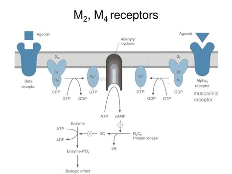 autonomic nervous system ii powerpoint