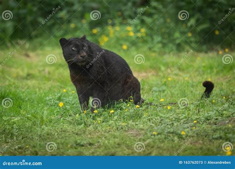 Black Panther in the Jungle Stock Image - Image of france, animal ...