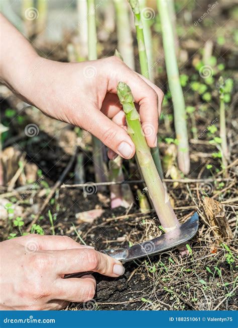 Process of Harvesting of White Asparagus in the Garden Stock Image
