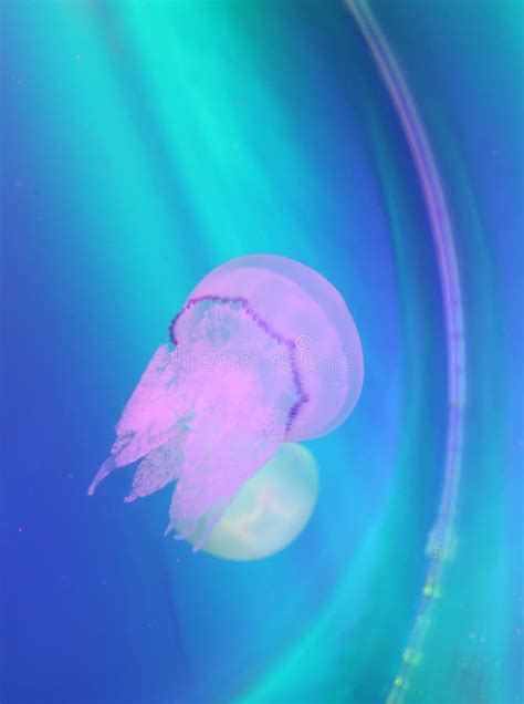 Jellyfish stock photo. Image of animal, fluorescent, animals - 62835380