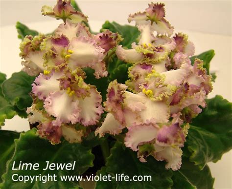 Lime Jewel