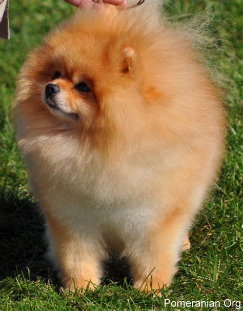 Teddy Bear Pomeranian Versus a Pomeranian Dog