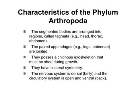 Characteristics of the Phylum Arthropoda