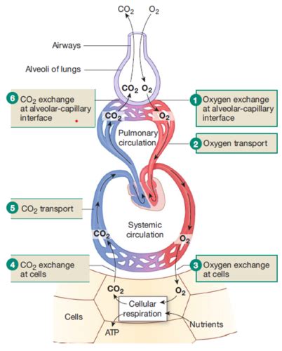 Gas Diffusion And Transport Flashcards Quizlet