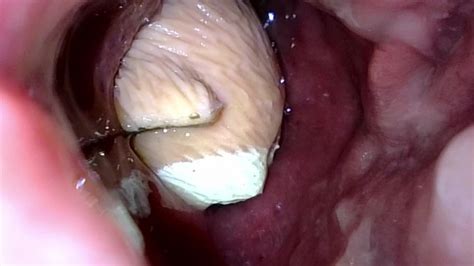 Meerkat Toy Lounging In My Guts Pornhub Gay